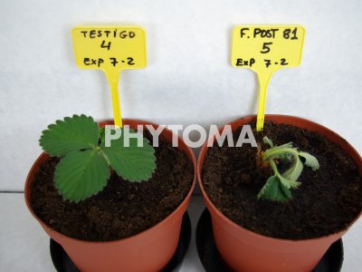 Muerte de planta de fresa inoculada con F.solani